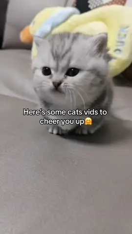 #cats #silly#cutrcats#sillycats#cute#funny#furry#fortoupage #fortoupage #makemeviral #foryoupage #viral #funny #makemefamousfame 