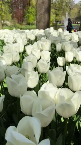 White Tulips 🌹 #flowers #tulips #netherlands🇳🇱 #tiktoktravel 