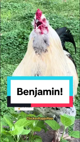 Replying to @user5485769091040 Frankie the #rooster calling 📣🐔#benjamin #ben #benny #benji #benja #bennie #chickens #funny #chickensoftiktok #funnyanimals #chickenhappyhour 