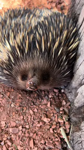 Its the little snot bubble for me 😂 #echidna #australianwildlife #cuteanimals #zookeeper 
