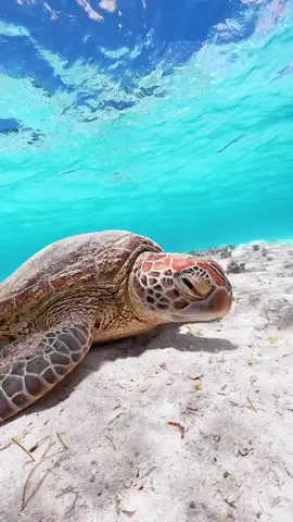おやすみなさい💤 #seaturtle #diving #ocean #okinawa #travel 