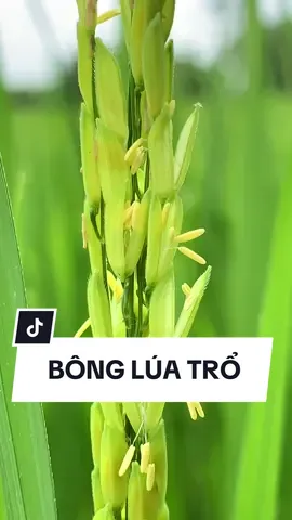 Bà con mình đã bao giờ ngồi nhìn bông lúa trổ như thế này chưa ?#bônglúa #lúatrổ #lúađẹp #agrijapan #congtyagrijapan #câylúa #lúa🌾 