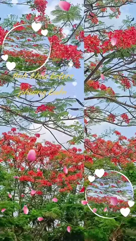 🌹💞💞tình khúc bolero 🎤🎸🎶#trending phượng buồn #trending 💞💞💞💞💞🌹🌹🌹🌹🌹❤️❤️❤️❤️❤️👍