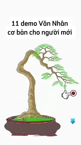 11 demo Văn Nhân cho ae #caycanh #bonsai #câycảnh #xuhuong #xuhuongtiktok 