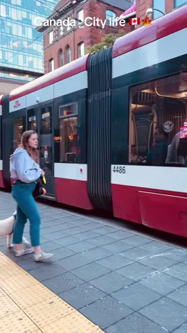 Beautiful Canada city life in Toronto, amazing street car in Toronto city….. #1stjune2024 #videoshootbyme📷📹🎥 ❤️#cityvibes🔥 #streetcar #pedestrian #dog #doglover💕🦮 #torontocitylife🌆 #exploretoronto🇨🇦 #discovercanada🇨🇦🍁💕 #discoverontario💕 #tictokcanada🇨🇦 #officialtiktok❤️ #canada_life🇨🇦🍁❤️ @das.das52