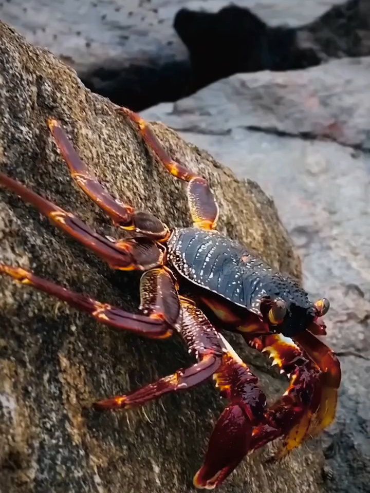 Kekra Khana Aur Iska Karobar Karna Kaisa? | #crab #kekra #statusvideos #islamic_video #video #maulanailyasqadri #dawateislami #foryou #tiktok