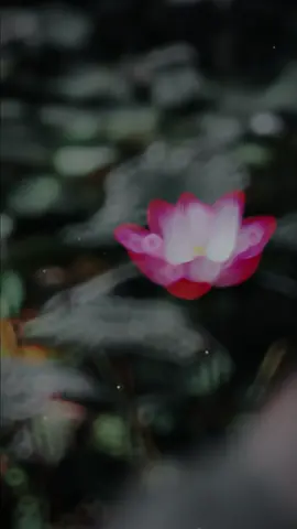 “……Hãy học cách chấp nhận và đừng bao giờ oán trách cuộc đời này…….” #viết_lại_thanh_xuân #thang6 #lờihayýđẹp #binhyen #tâmtrạng 