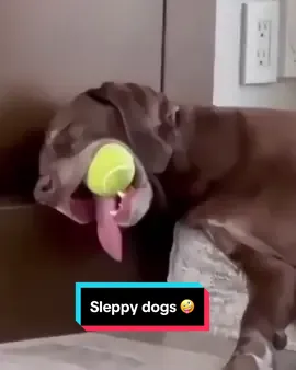Sleppy dogs 🥰😂😍🐶🐩🦴🐕🐾❤️#funny #dog 