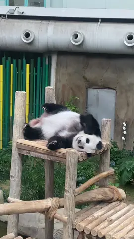 Lazy, dark circles, always hungry & like to sleep just like us, @Zoo Negara Malaysia 😆  #zoonegara #panda #pandamalaysia #zoo #zootrip #kualalumpur #fuwa #fengyi 