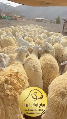 مراح نوادر الريان لمالكه بدر عمري الصبحي المؤسس ظهر وبطن من حلال أبناء الشيخ براك الدعدي يرحمه الله تعالى 