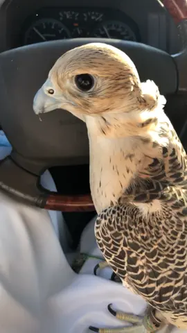 شلفااااء#ترند_جديد 