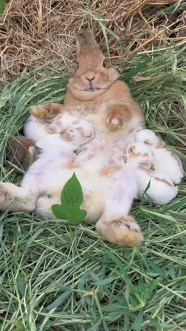 Mother Rabbit is Feeding Milk to her Dear Children 🐰🐇 #animals #wildanimals #viral #animallover #shorts #animalsoftiktok #dogsoftiktok #animalshelter #foryou #baby #wild #foryou #viral #fyp 