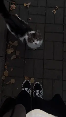 OUR STORY - BERNAFAS UNTUKMU #ourstory #bernafasuntukmu #liriklagu #laguviral  #templatecapcut 