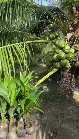 Dừa Xiêm Lùn nha mọi người #xuhuong #xuhuongtiktok 