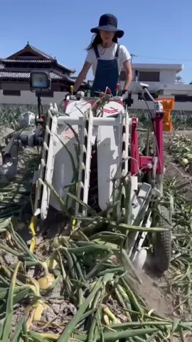玉ねぎ収穫！！📸動画提供📸農家の孫 まっちさん。（カット、BGM）#玉ねぎ #収穫 #農業機械 #農家 #農園 #農業女子 #農girl農life 