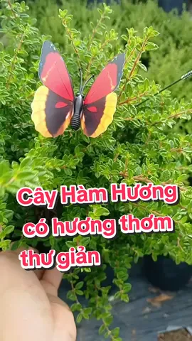 Cây Hàm Hương cây có hương thơm thư giãn thoải mái thanh lọc không khí khử mùi Phòng #lamlinhgarden #cây #capcut #decor #giaitritiktok #trending 