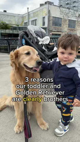 Can’t convince us they’re not related. #BestFriends #dogbrothers #brotherlylove 