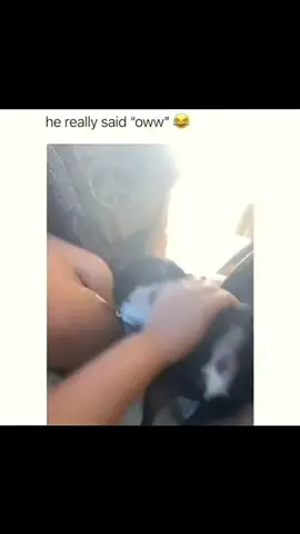 Funny dogs compilation #funnydog #funnypet #cutedog #dogsoftiktok #doglover #dog 