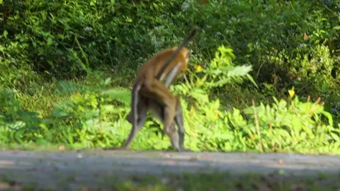#viralvideo #wildanimals #fyp #viral #AttackOnTitan #wildlife 