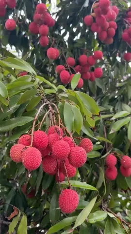lichi #fyp #viral #fruits #tree #viralvideo #trending #viraltiktok #foryoupage #tiktok #bangladeshtiktok 