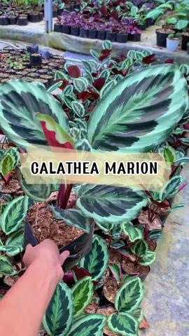 Tanaman Hias Kokeksi Anda CALATHEA MARION Link Tanaman Tersedia Di Keranjang Kuning #calathea #calatheamarion #calathealovers #tanamanhias #fyp 