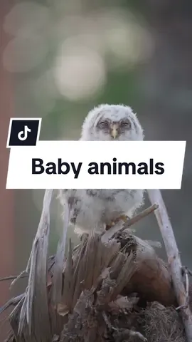 If you haven't seen baby animals today here are some of my recent videos to brighten up your day. 😊