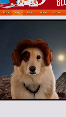 Petition to bring back the pom-paw-dour 📝 . . . 🎥: Dog with a Blog