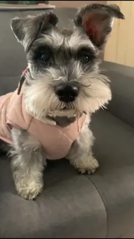 mi chicle bello ❤️❤️❤️ #reel #reelviral #cookie #schnauzer #schnauzermini #minischnauzer #tiktokperruno #perrostiktok #clubschnauzer #schnauzerclub #schnauzerbebe #schnauzersalpimienta #schnauzerlatina #schnauzerbeutiful #beautifulschnauzer #doglove #petfriendly #dog #perritoschnauzer #dogschnauzer #perritalinda #perrita #perritos #dogui #dogs #perritadetiktok #tiktokperros #perritotiktok #perrosbonitos #schnauzerlatina #schnauzersalpimienta #salpimienta #schnauzerméxico #mexicoschnauzer #perritosindos #perritosbellos #perrosbonitos #petfiendly #lovedog #doglove #perroslindos #hermosaperrita #perritabella #amor #perros #perrita #salpimienta #schnauzersalpimienta #tiktokdogs #dogstiktok #beautifuldogstiktok 