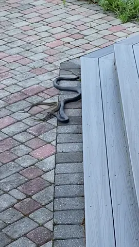 Snake eats Snake! #thegilchlife #snakes #snake #snakesofinstagram #snakesoftiktok #herping #herpingtiktok #herpingtheglobe #herpingnj #blackracer #blackracersnake #gartersnake #gartersnakesoftiktok #gartersnakes 