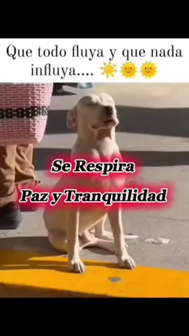 #humor #sarcasmo #comedia #tiktok #fypシ゚viral #parati 
