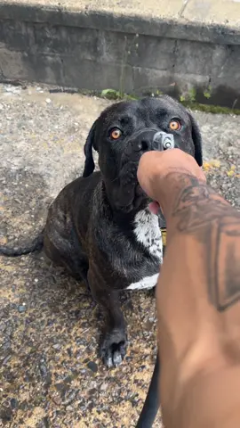 At least i know my dog aint gonna fold 😂 #fyp #viral #fypシ゚viral #canecorso #bigdog #animals #ghetto #Love #bestfriend #prank #funny 