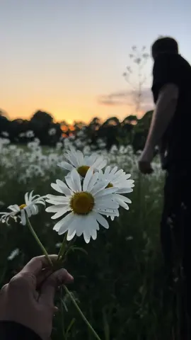 Drove past these large daisies and said i really liked them, so he pulled over and picked some for me 🥹 the sunset made this moment all the more perfect 😩🌅❤️ #fyp #Relationship #couple #Love #flowers #Summer 