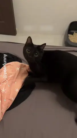 The cat is flying 🚀 #cat #kitten #tiktok 