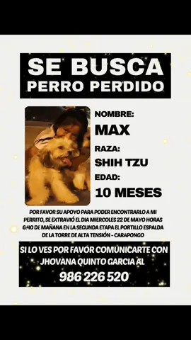 BUSCANOS A MAX . Por favor su apoyo para poder encontrarlo a mi perrito, se extravió el día Miércoles 22 de Mayo horas 6:40am en la segunda etapa el Portillo espalda de la torre de alta tensión - Carapongo Lurigancho Chosica . SI LO VES POR FAVOR COMUNÍCARTE CON @Jhovana Quinto Garci AL 986 226 520