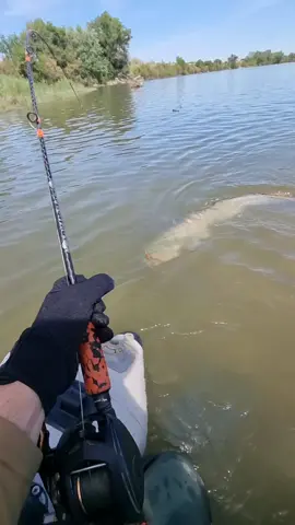 #fishing #pesca #wedkarstwo #catfish #siluro #sum #predatorfish #monsterfish #spinfishing #rivergishing #sports #deporte 
