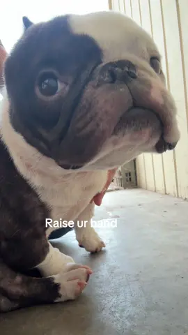 Feral for the buffalo chitten wings #dogs #jasperthedoll #funnydogs 