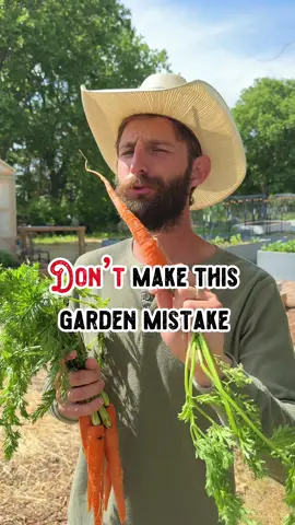 Here’s 5 plants where the leaves are just as useful as the crop itself!  🍓Strawberry leaves can be brewed into a delicious tea or pluck the raw leaves and turn them into a salad with balsamic vinegrette 👌    🍠 Sweet potato leaves go great in a stir fry or thrown into a stew 🍲 🥕 Carrot tops can be made into a creamy pesto, placed in a salad or used as a garnish 🍃 🎧 Beat greens are highly nutritious and can be eaten both raw or cooked 👨🏻‍🍳 🥦 Broccoli leaves actually taste like broccoli making them great for just about anything 🥗 Which plant have you been “leafing” out of your diet that you’re most excited to try?  #vegetables #food #Foodie #foodblogger #fact #facts #funfact #healthy #healthyeating #eat #garden #gardenjng #goodeats #fruit #produce #organic #leaves #plants #plants #homestead #helpful #tip #tips #funfacts #lifehacks #grow #gardeningtips #gardendesign #strawberry #plantsoftiktok #farmtok #farming #farmer #gardener #gardentok #FoodTok #foodtiktok #shilohfarm #homesteading 