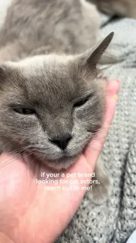 Pet brands, i got YOU! 🤫 #ugc #ugccreator #ugccommunity 