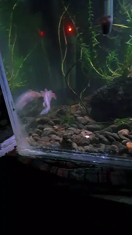 #peces #golfish #ajolote soy nuevo 😇 