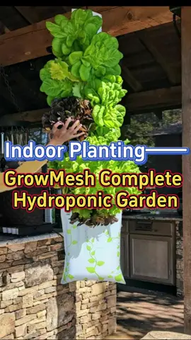 Absolutely in love with using this hydroponic system to grow my organic veggies and herbs, so convenient, clean, easy to care and doesn’t need to build a gardeb bed #homegarden #indoorgarden #hydroponics #organic #veggiegarden #garden #herbs 