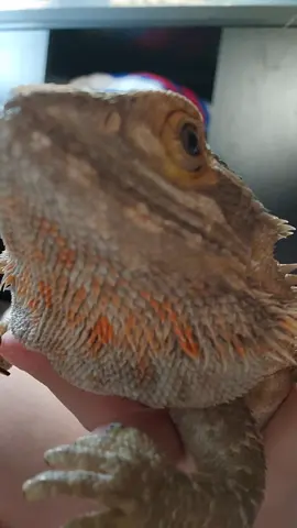 jellybean is wants buffalo chitin strips RIGHT NOW #reptilesoftiktok #reptile #beardiesoftiktok #beardie #raiseyourhand #garlicbread #jellybean 
