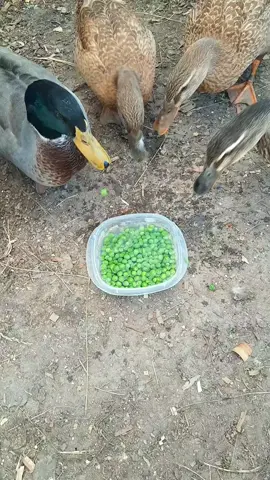 Just some duckies eating some peas! 😁🦆💚 #ducks #farmlife #cute #animallover #dinner #farmer #ducksoftiktok #friends #follow #cuteanimals #dad 