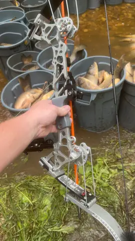1095 invasive fish removed! #wiscowildman #fish #fishing #crazy #shitcreek #bowfishinglife #bowfishin #muzzybowfishing #megamouth @Dead Wake Archery Innovations 