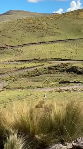Cosecha de papa #Ccorca #cusco_peru🇵🇪 #CcorcaProduce 