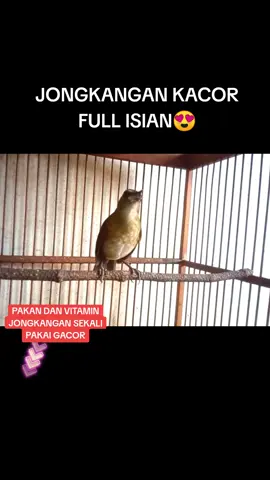 JONGKANGAN GACOR FULL ISIAN MEWAH 😍 #jongkangan #jongkangangacor #jongkangangacorfullisian #pakanjongkangan #vitaminjongkangan #penggacorjongkangan #pakanpenggacorjongkangan #fypシ゚viral #burungviral #fypburung #rumahkicaudida 