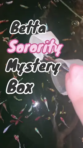 The sorority tank is looking real colorful! More boxes are in stock now :) #pnwbettas #bettasorority #bettasororitytank #femalebetta #bettafish #bettatok #fishtok #fishkeeping #fyp 