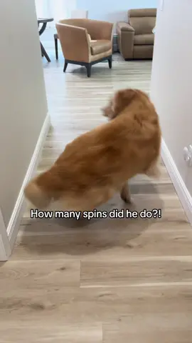 How many spins did this Kebnado do? #spins 