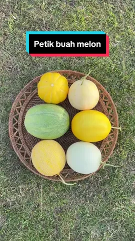 Petik buah melon #fyp #foryou #petikbuah #buahmelon 