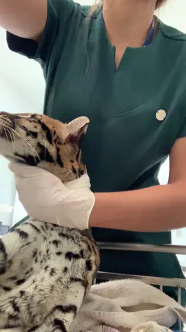 Cuidado na mini onça no hospital veterinário da minha faculdade! 🐆#medicinaveterinaria #veterinaria #estagiariamedvet #foryoupage 