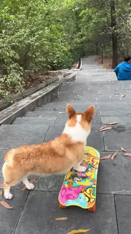 A dog on a skateboard#dog #puppy #funny #fyp #dogsoftiktok 